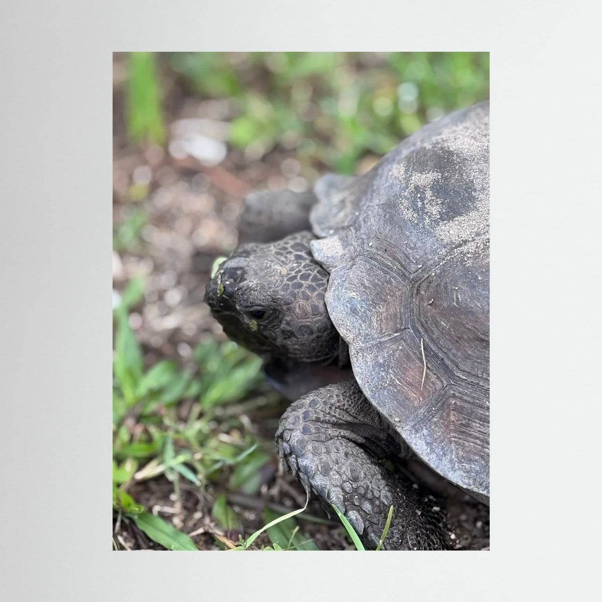 Turtle Vibe 