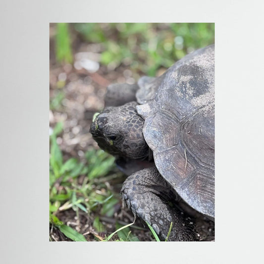 Turtle Vibe 